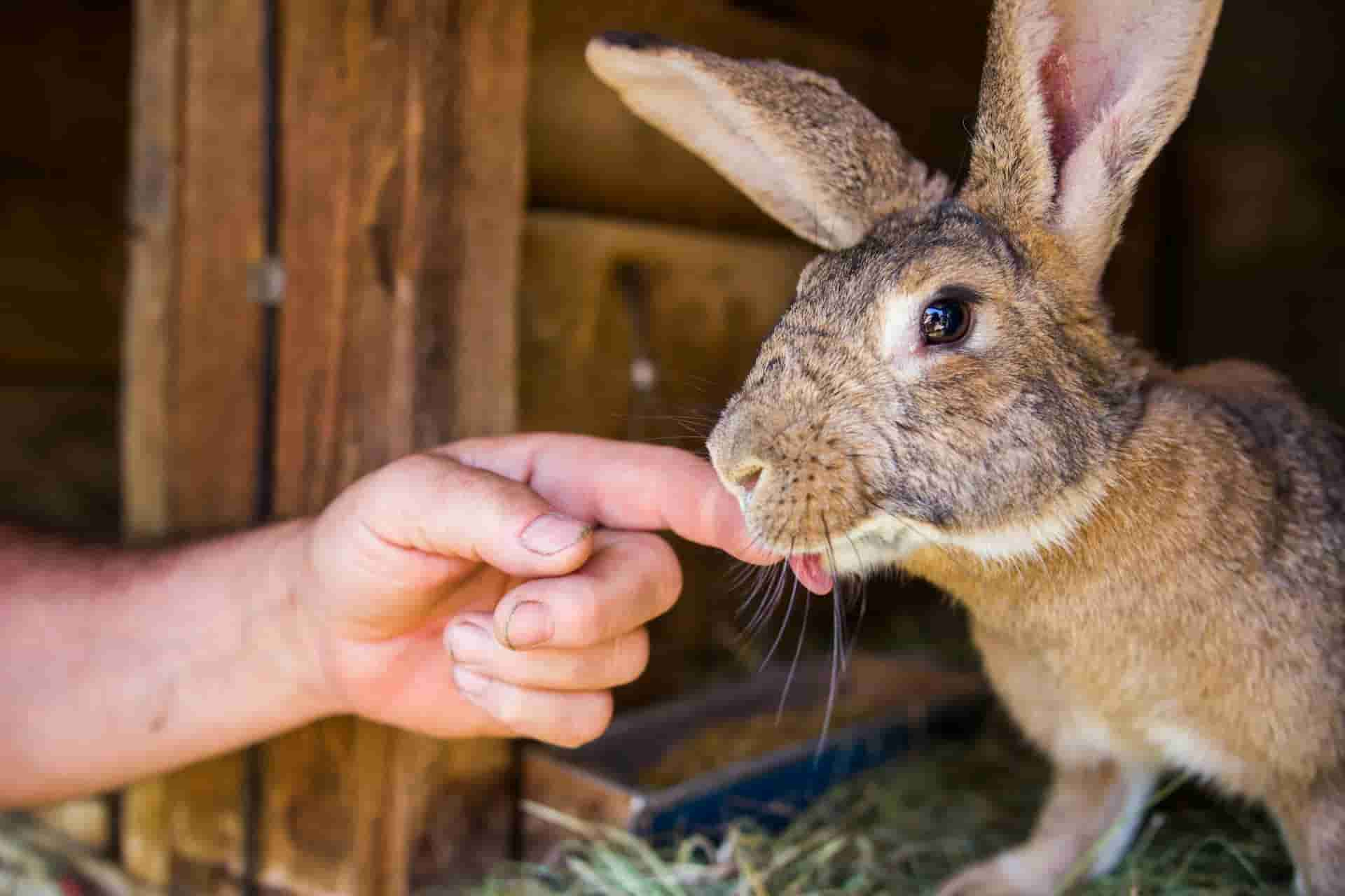 Cuidado del Conejo Doméstico: Guía Completa