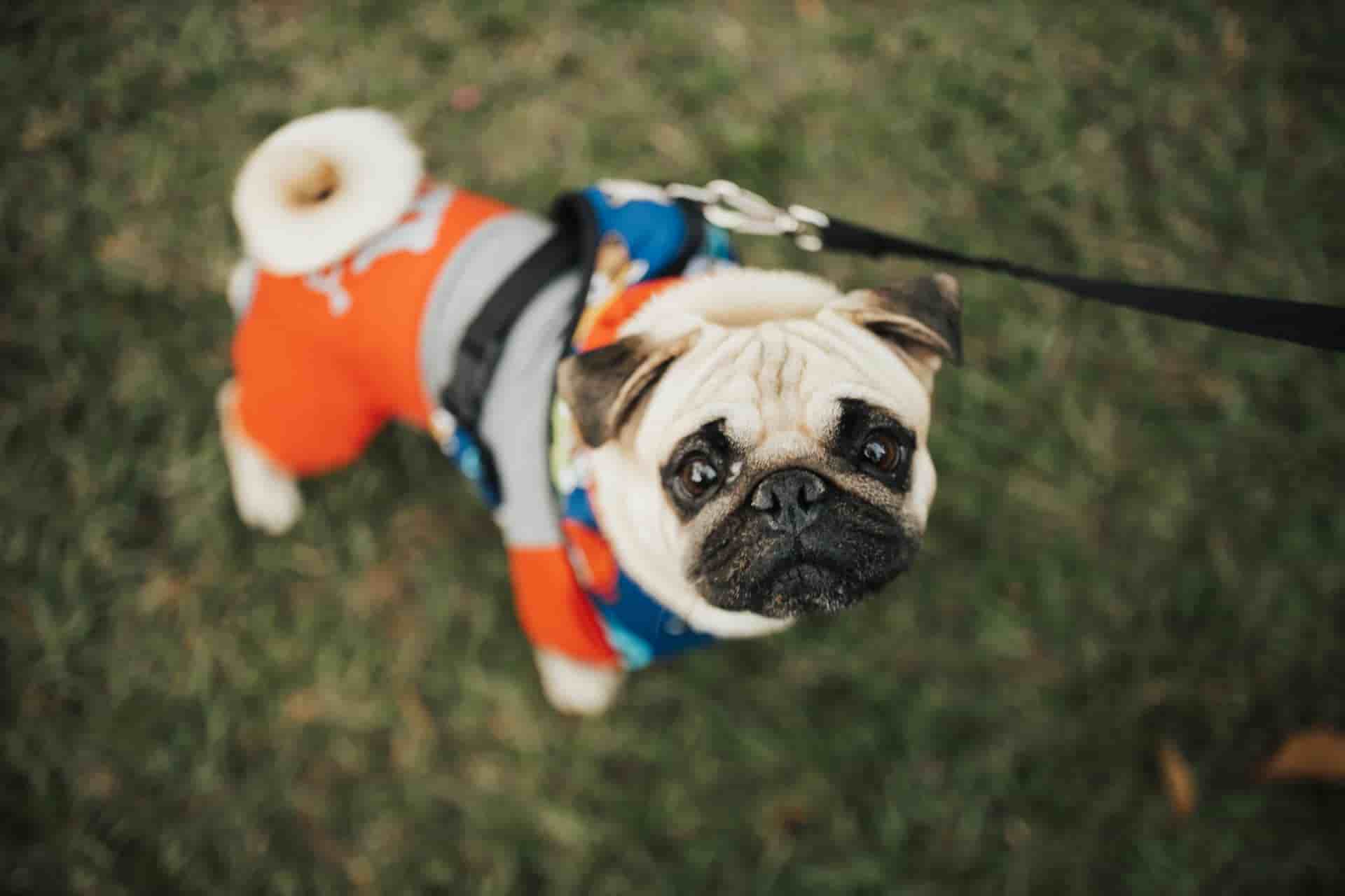 celebramos el dia del perro sin raza